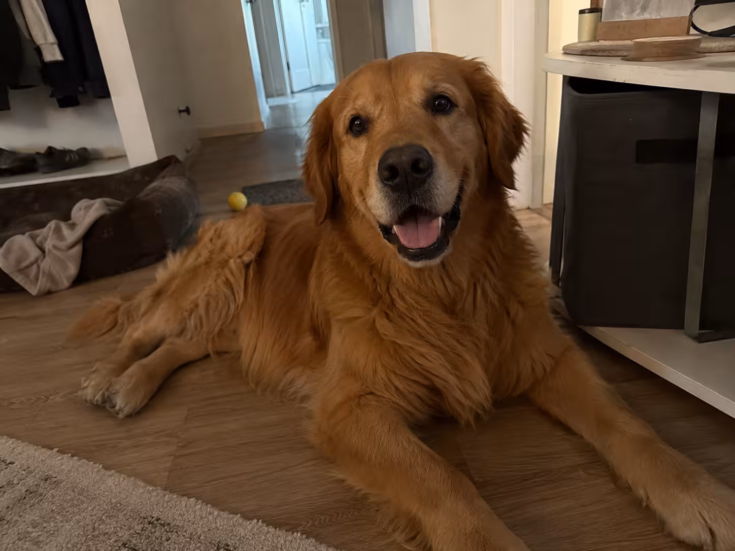demo-image-best-boy-dog-on-floor